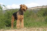 AIREDALE TERRIER 151
